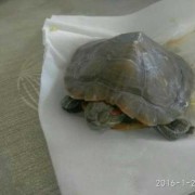 乌龟吐白泡沫是怎么回事,孕期吐白色泡沫是怎么回事
