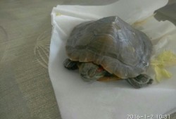 乌龟吐白泡沫是怎么回事,孕期吐白色泡沫是怎么回事