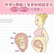 8个月胎儿由女变男（八个月男胎为什么能看成女胎）