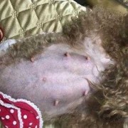 泰迪狗孕期（泰迪犬怀孕了如何辨别）