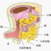 胎儿肠型（胎儿肠型是什么意思）