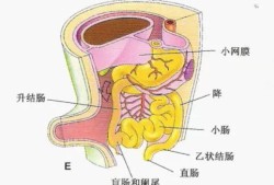 胎儿肠型（胎儿肠型是什么意思）