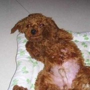 泰迪肚子发红是什么原因,孕期肚皮发红怎么回事