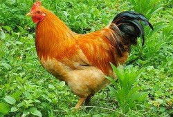 孕妇可以吃公鸡吗,孕期梦到鸡是什么意思