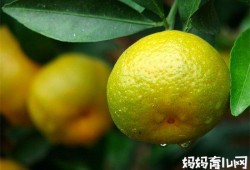 孕妇可以吃橘子吗，吃了孩子容易得黄疸吗,孕期能吃桔子吗?
