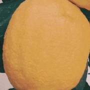 柠檬头胎儿（宝宝可以吃柠檬吗）
