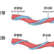 胎儿脐血管（新生儿脐带的结构是）