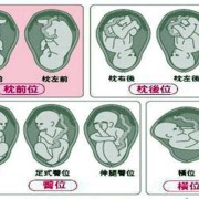 28周胎儿头朝上还是下（怀孕全过程是怎样的？一共分为多少个阶段呢）