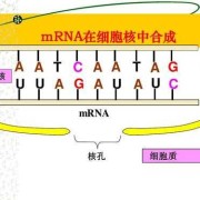胎儿游离dna（细胞质里有没有游离dna）