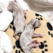 胎儿腹膜炎（猫早产是什么）