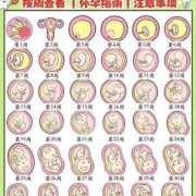 母亲十月怀胎和宝宝的关联,胎儿十月图片