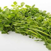 西洋菜吃多了好吗,孕期可以吃西洋菜吗?