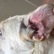 狗狗耳朵痒,孕期耳朵痒是怎么回事