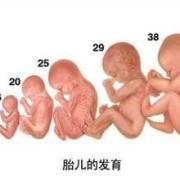 怀孕六十天胎儿图（怀孕六十天胎儿图片）
