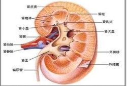 肾盂扩张是什么意思,胎儿肾盂扩张是什么意思