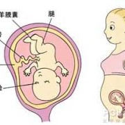 15周胎儿在哪个位置（15周胎儿在哪个位置图片）