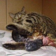胎儿出生前（猫咪要生小猫了,该做哪些准备）