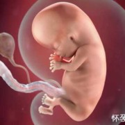 孕期胎儿发育过程（12周孩子发育到什么程度）