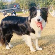孕期不爱吃肉（边牧怀孕40天怎么不爱吃）