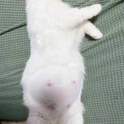 猫怀孕多久时间,猫的孕期多长时间生