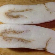孕期可以吃白萝卜吗（孕期可以吃白萝卜吗早期）