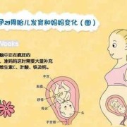 29周宝宝在肚子里的姿势,29周胎儿位置示意图