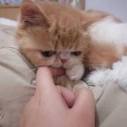 猫猫吃了猫粮，感觉吸收不了营养怎么办,孕期营养不足对胎儿的影响