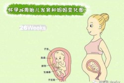 怀孕后期胎儿是在肚脐几指的部位,孕期胎儿位置变化图