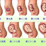 胎儿旋转示意图（胎儿旋转示意图视频）