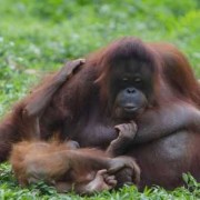 世界上在肚子里最久的婴儿,孕期最长的哺乳动物