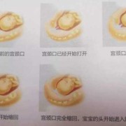 宫缩时胎儿在干嘛（宫缩时胎儿在干嘛图片）