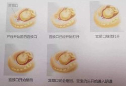宫缩时胎儿在干嘛（宫缩时胎儿在干嘛图片）