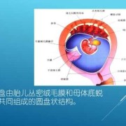 胎盘有什么作用呢？生完孩子要留着吗,胎盘胎儿部分由什么构成