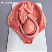 胎儿模图片（胎儿模型图片）
