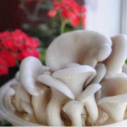 怀孕初期能吃平菇吗,孕妇吃平菇对胎儿好吗有影响吗