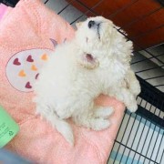 受孕期几天（比熊孕期多久）