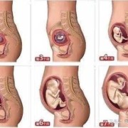 怀孕12周胎儿稳定了吗（怀孕12周肚子还是平的正常吗）