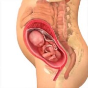 怀孕二十七周胎儿发育情况（怀孕二十七周胎儿发育情况如何）