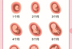 孩子在妈妈肚子里的进化过程,胎儿进化过程图片