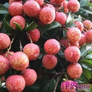 孕期能吃荔枝吗（孕期能吃荔枝吗?）