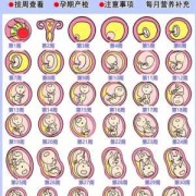 四十天小孩会不会认妈,怀孕40天胎儿有心跳吗正常吗