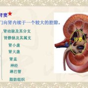 肾窦分离是什么意思,胎儿双肾窦分离是什么意思啊
