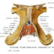 小阴唇肥大怎么办,胎儿阴囊大是什么原因
