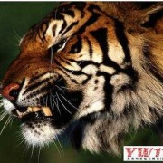 孕期梦见老虎怎么回事（孕期梦见老虎怎么回事）