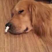 孕期鼻子出血怎么回事（狗狗为什么流鼻血）