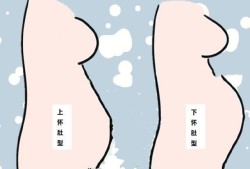 孕期肚形图（孕期肚型图）