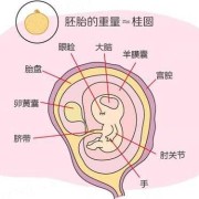 怀孕8周，胚芽长8mm，正常吗,孕期8周胎儿有多大