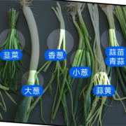 九个月宝宝可以吃蒜苗吗,孕妇吃蒜苗对胎儿有影响吗