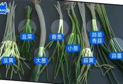 九个月宝宝可以吃蒜苗吗,孕妇吃蒜苗对胎儿有影响吗