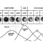 孕期孕酮变化曲线图（孕期孕酮变化曲线图）